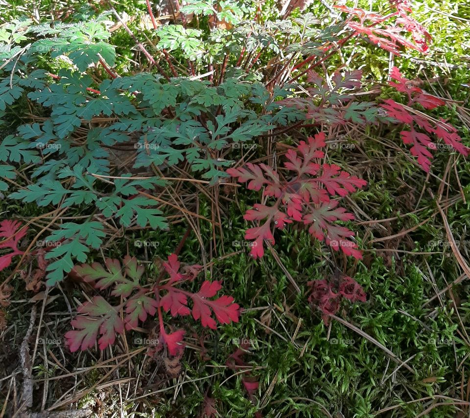 red and green leaves in the forest