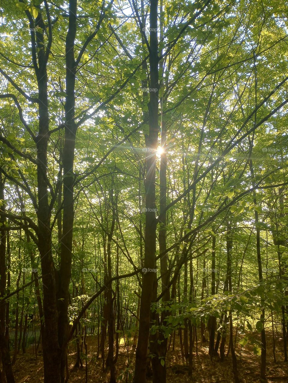 Sun Gleaming Through the Trees