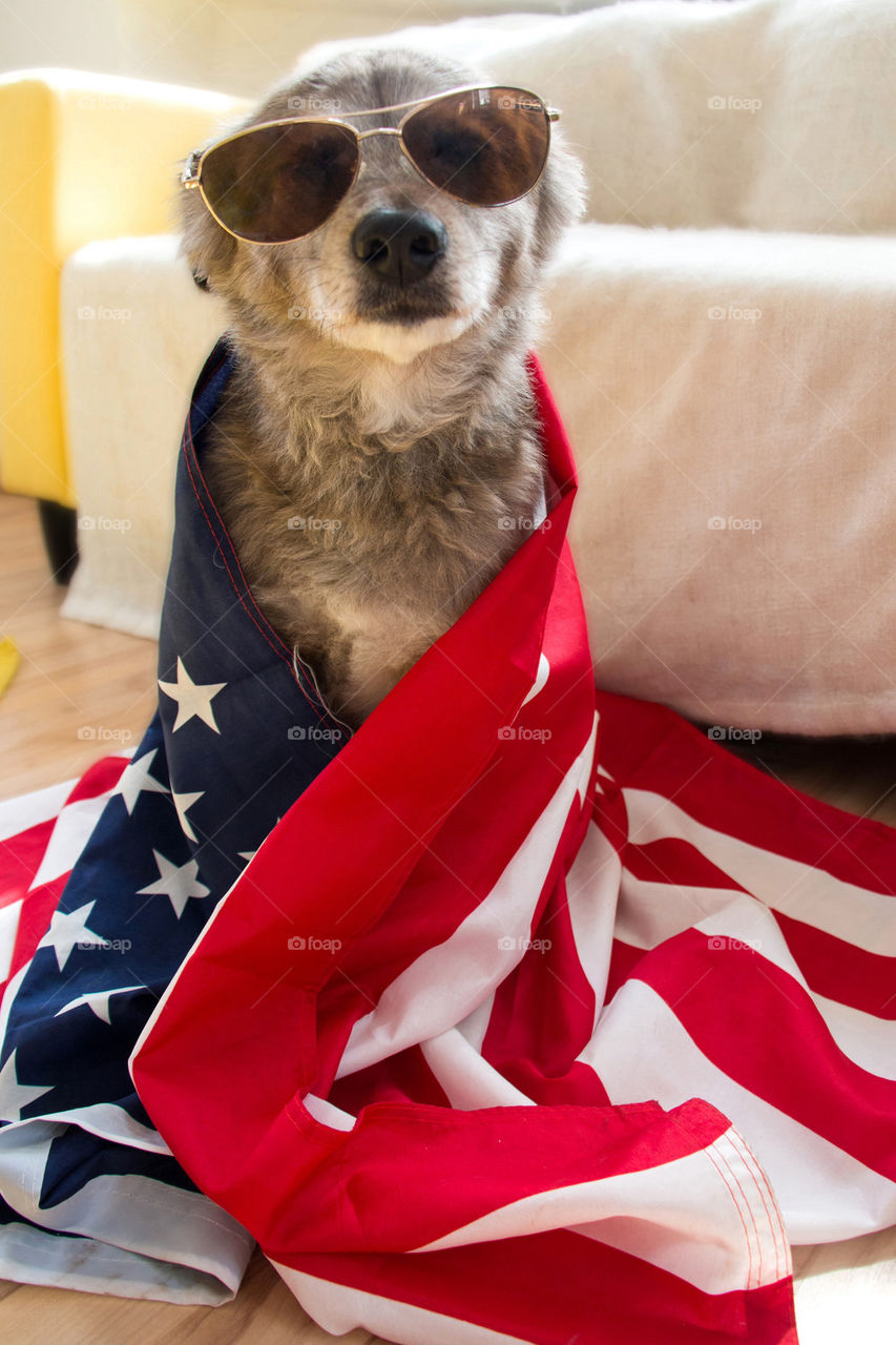 American dog