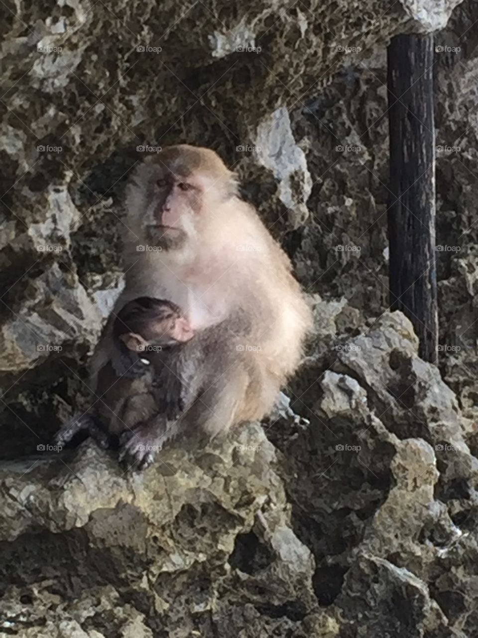 Monkey family at Monkey Beach