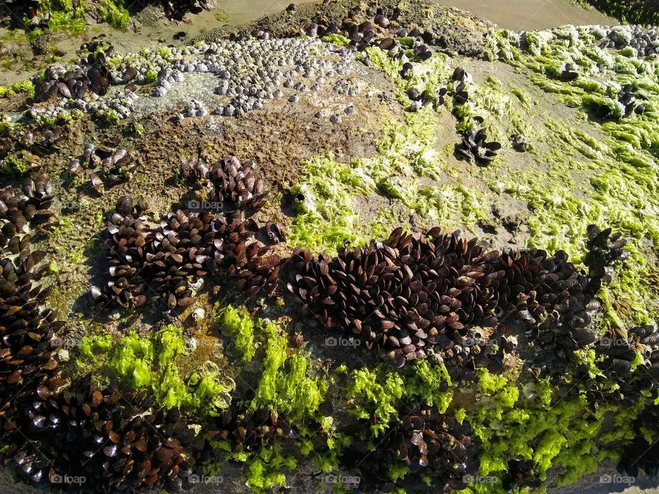Stone or life: barnacles, clams, shells and algae.