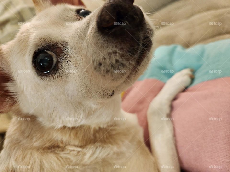 blonde dog on barbie style pink and blue beach towel looking up at the camera with wide-eyed wondet