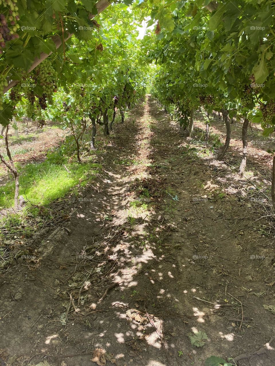 Pathway through vineyard