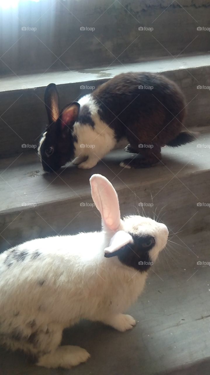 rabbit black and white india