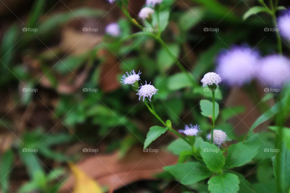 beautiful flower