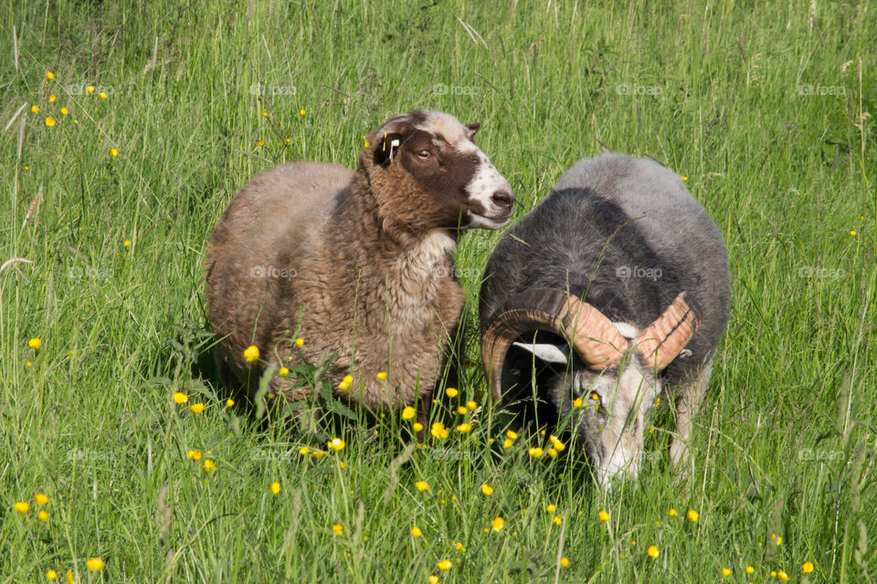 Sheep enjoying grass on a sunny day in June 