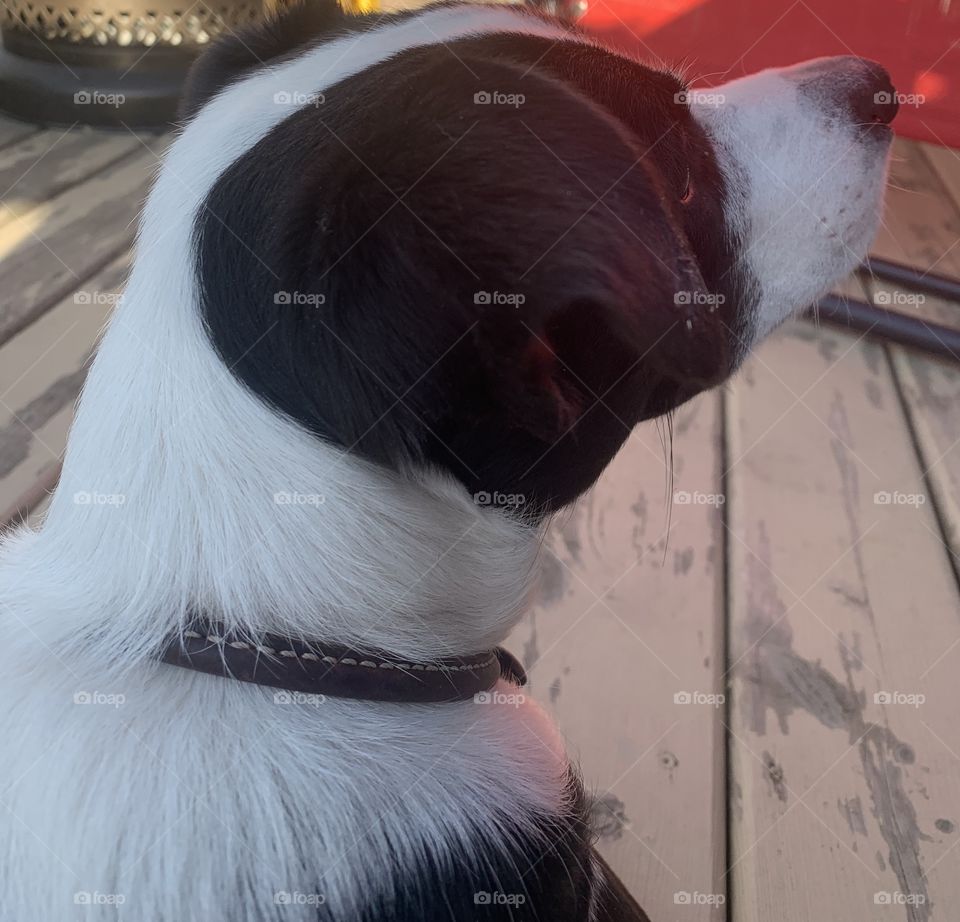 Closeup of a sweet dog 