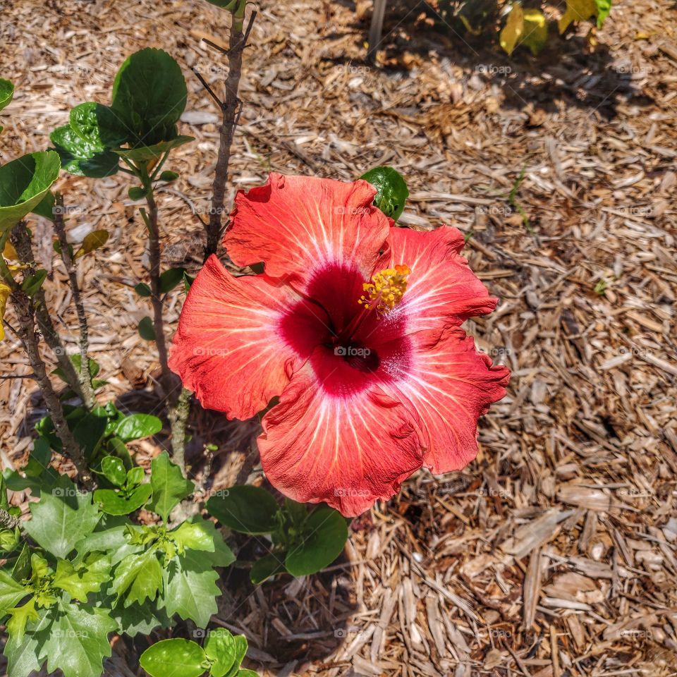 hibiscus
