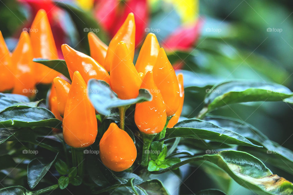 Habanero plant, orange chilies