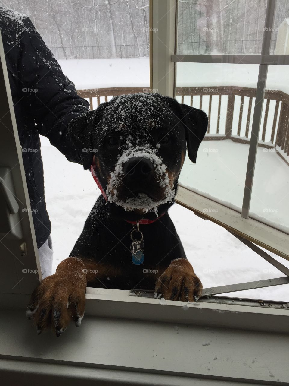 Sammi the rottweiler with a snowy face