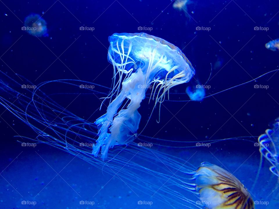 Jellyfish