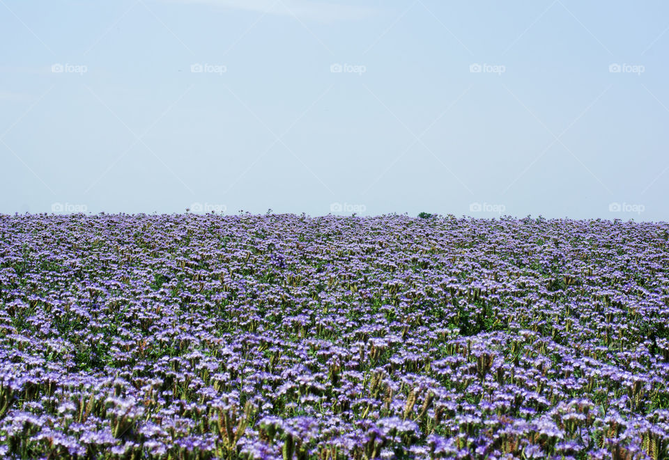 phacelia fields. beautiful purple phacelia fields