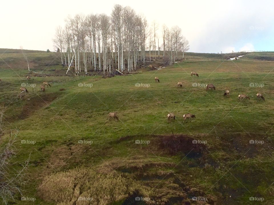 Elk herd in meadow 