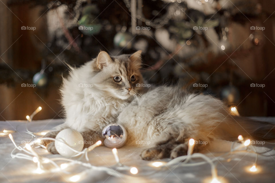 Neva masquerade cat near Christmas tree 