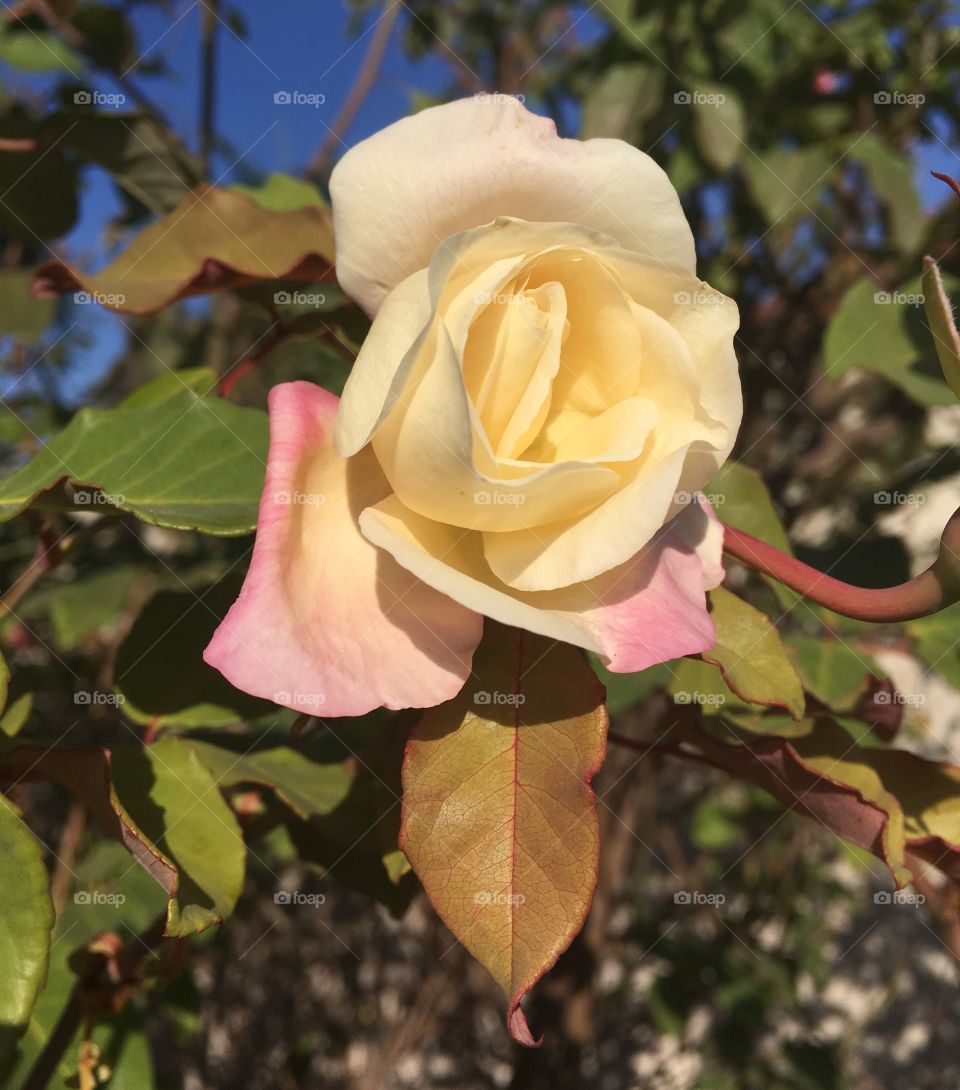 🌺Fim de #cooper!
Suado, cansado e feliz, alongando e curtindo a beleza das #flores.
🏁
#corrida #treino #flor #flowers #pétalas #pétala #jardim #jardinagem #garden #flora #run #running #esporte #alongamento