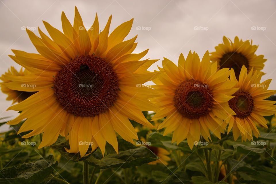 Sunflowers