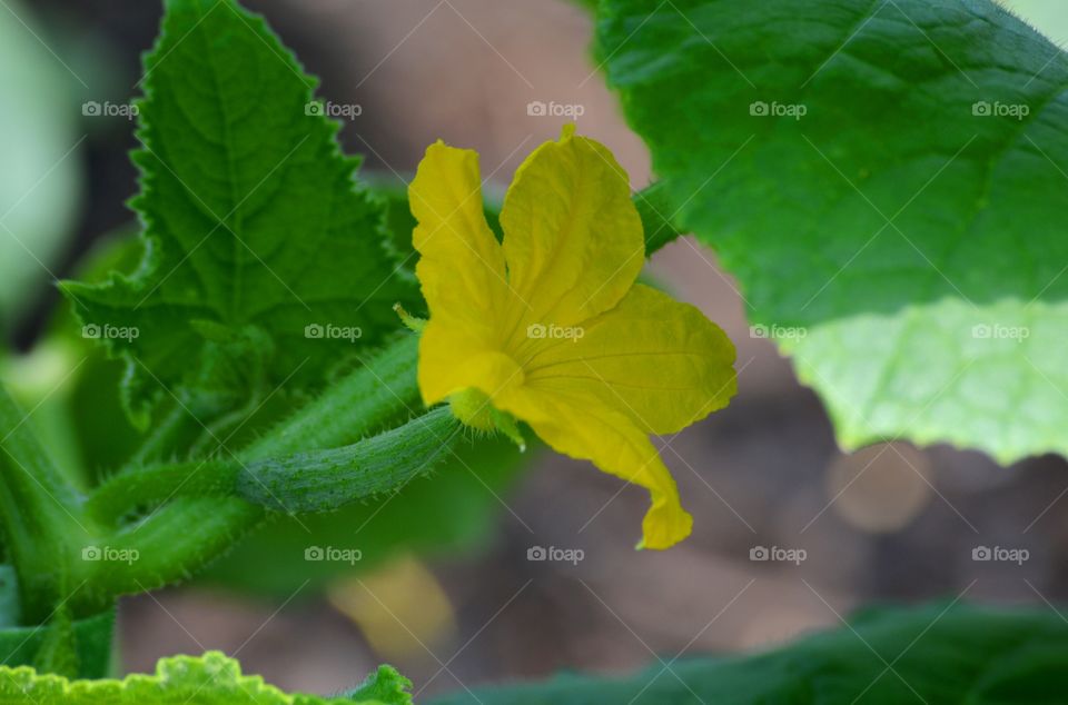 Blooming Cucumber