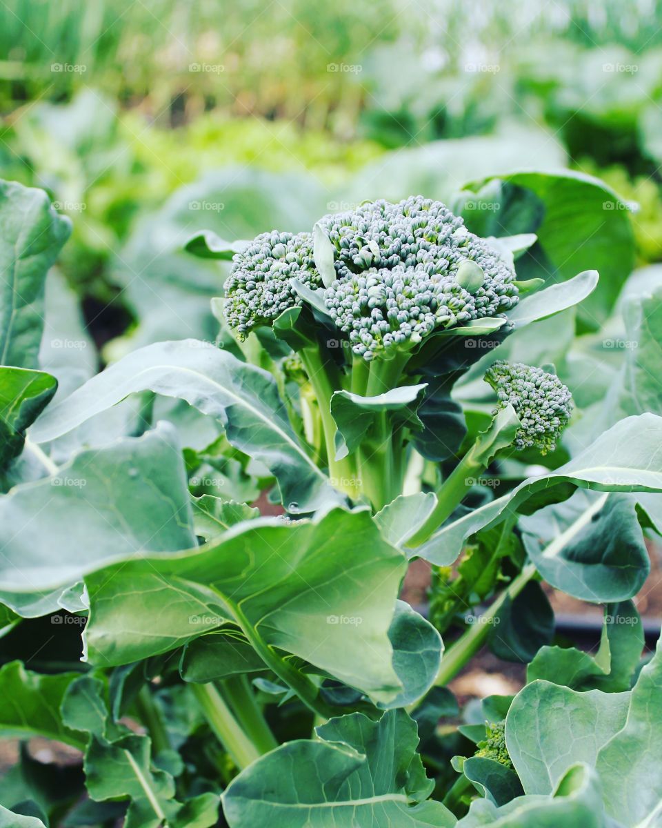 Close-up of broccoli