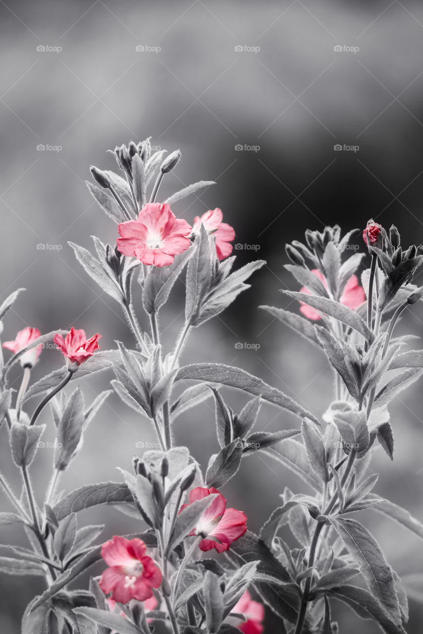 Delicate flower art black white red