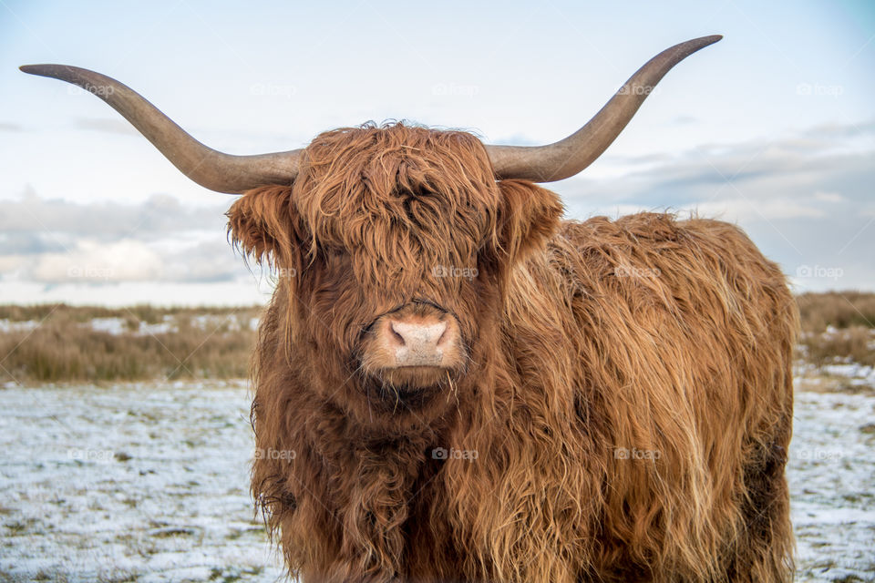 Highland cow 