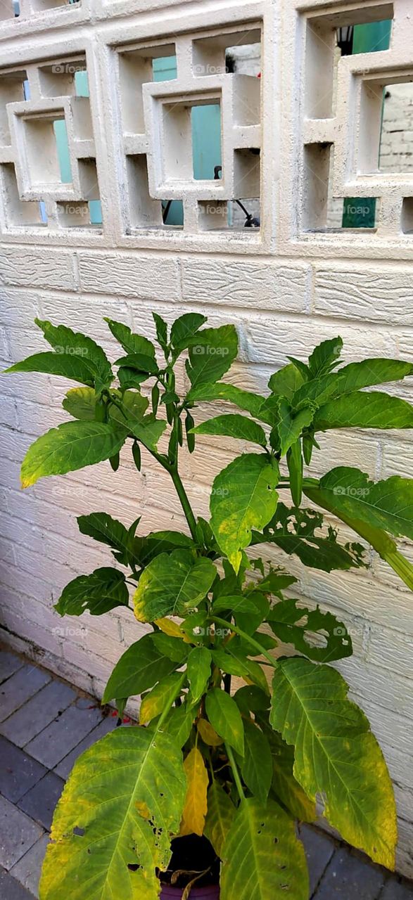 nice leaf plant so nice leaf dark and light green colour looks so beautiful