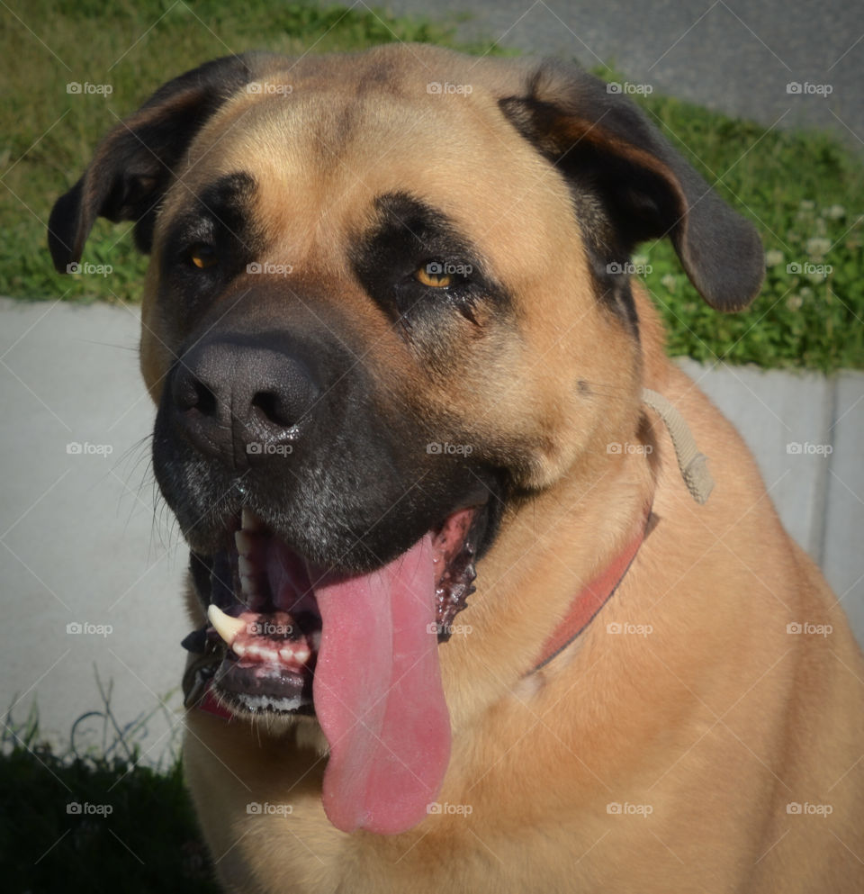 Silly big dog with a long pink tongue