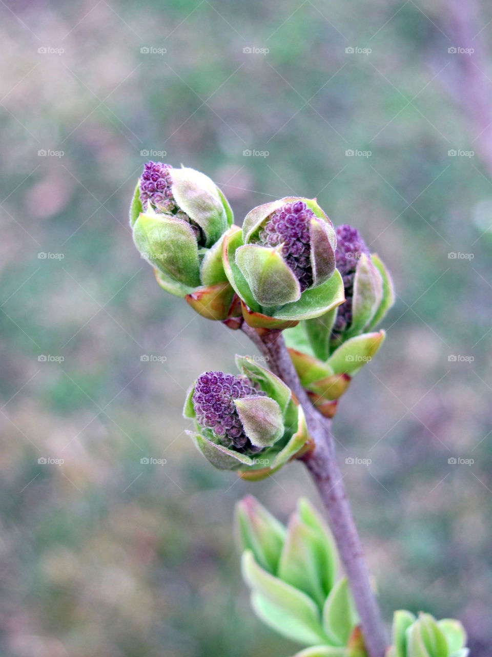 Lilac buds ready to bloom