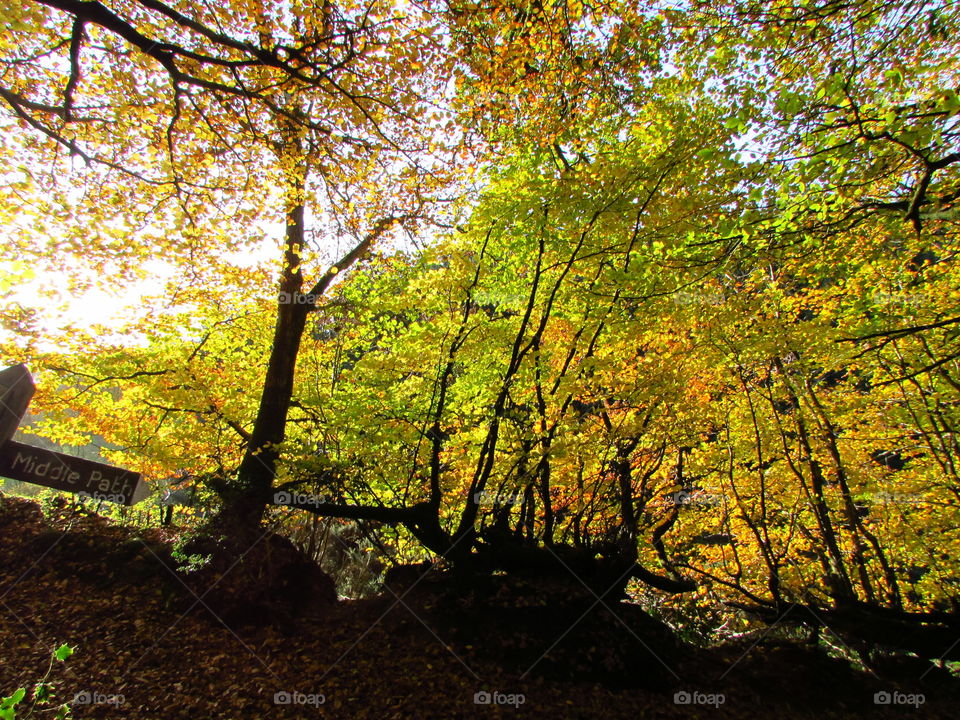 Fall, Leaf, Wood, Tree, Landscape