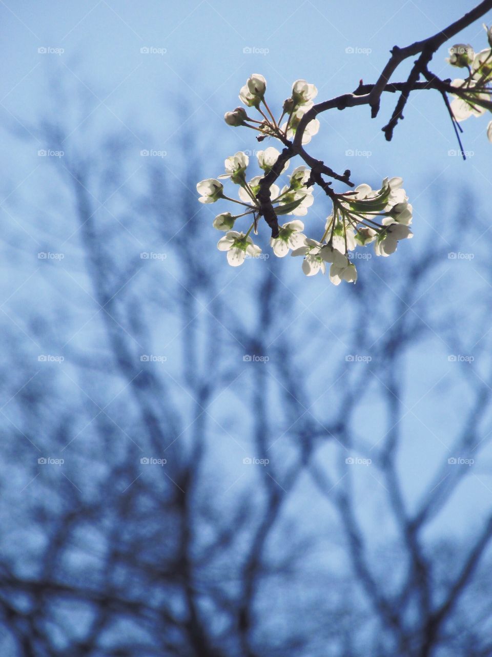 Spring blossoms