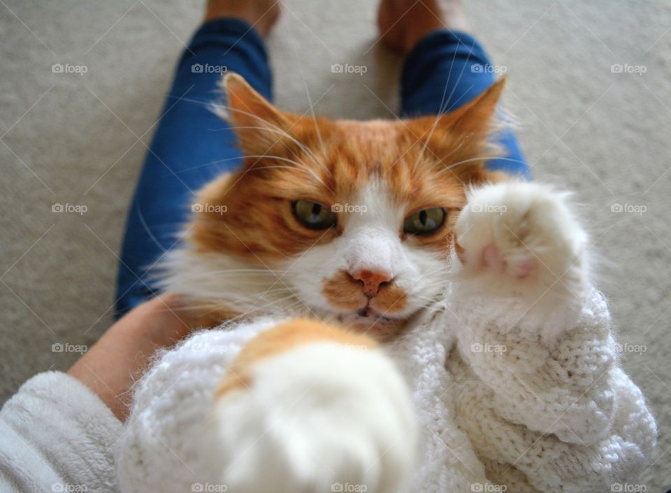 ginger cat and girl furry friend, funny portrait cat