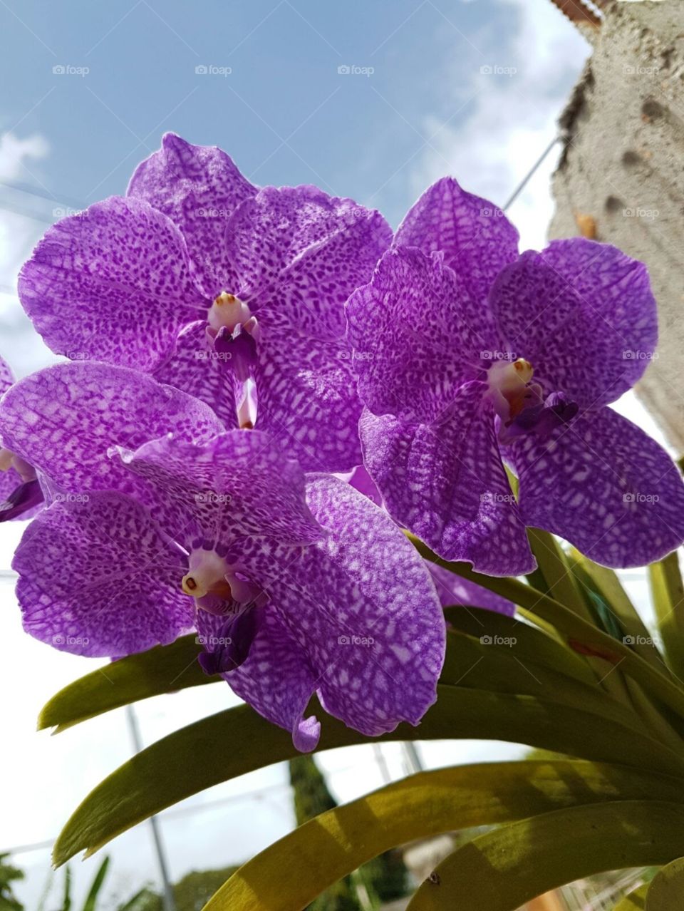 purple orchids