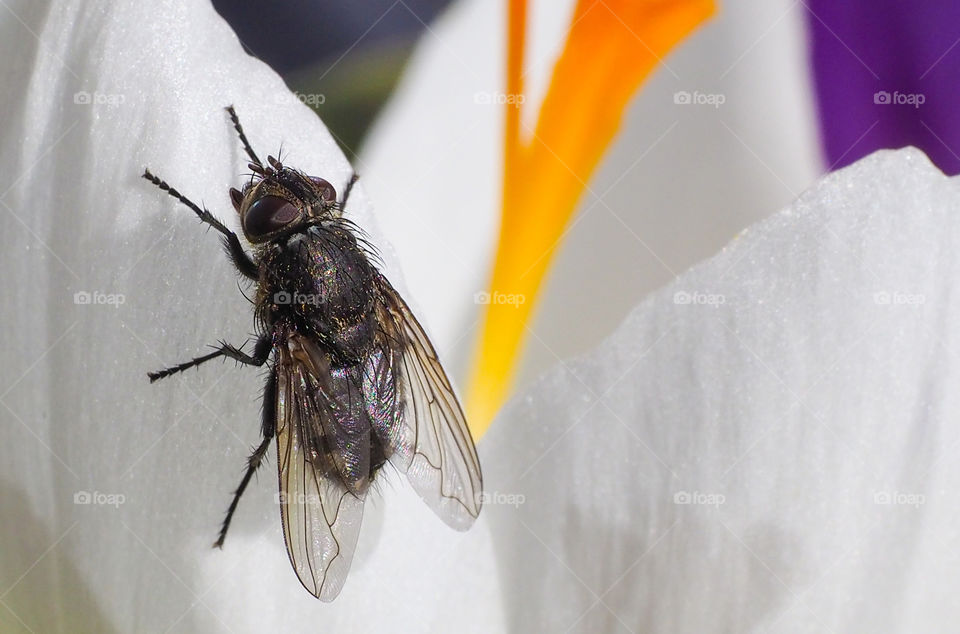 Fly close up. 