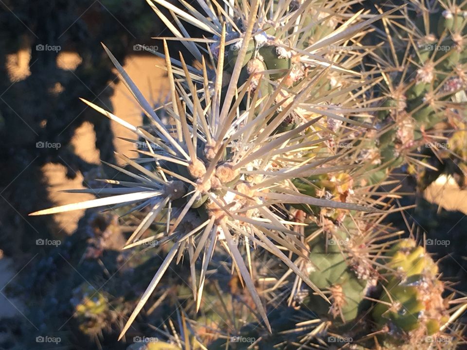 Close-up of a cactus. 