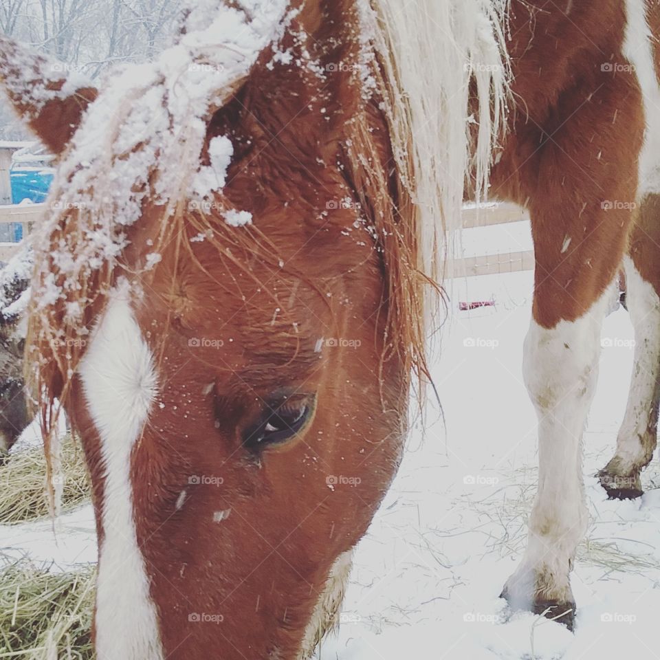 Carter loves the snow so he didn't hesitate to stand out in the last storm and demand his hay out in the open.