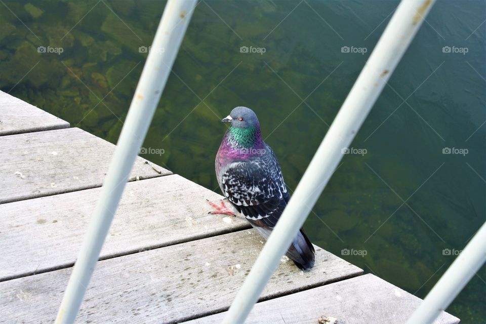 Pigeon posing over a lake