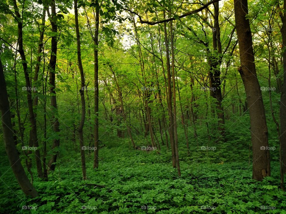 Green forest