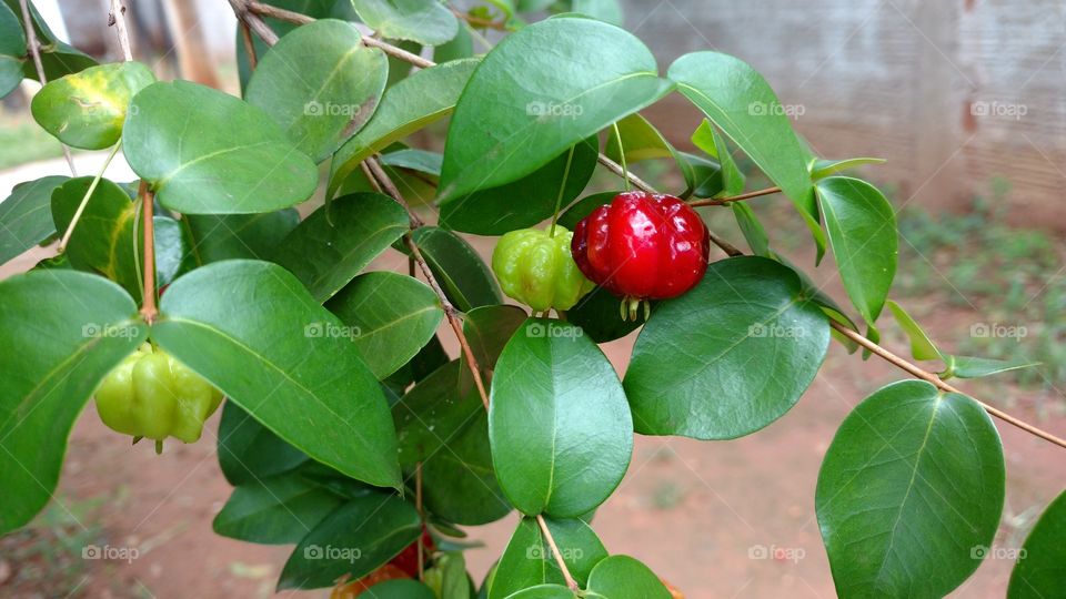 Pitangueira. Pitangas, verdes e madura,