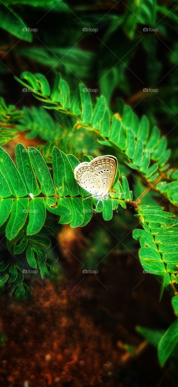 A little butterfly perched on the leaves of the shy princess