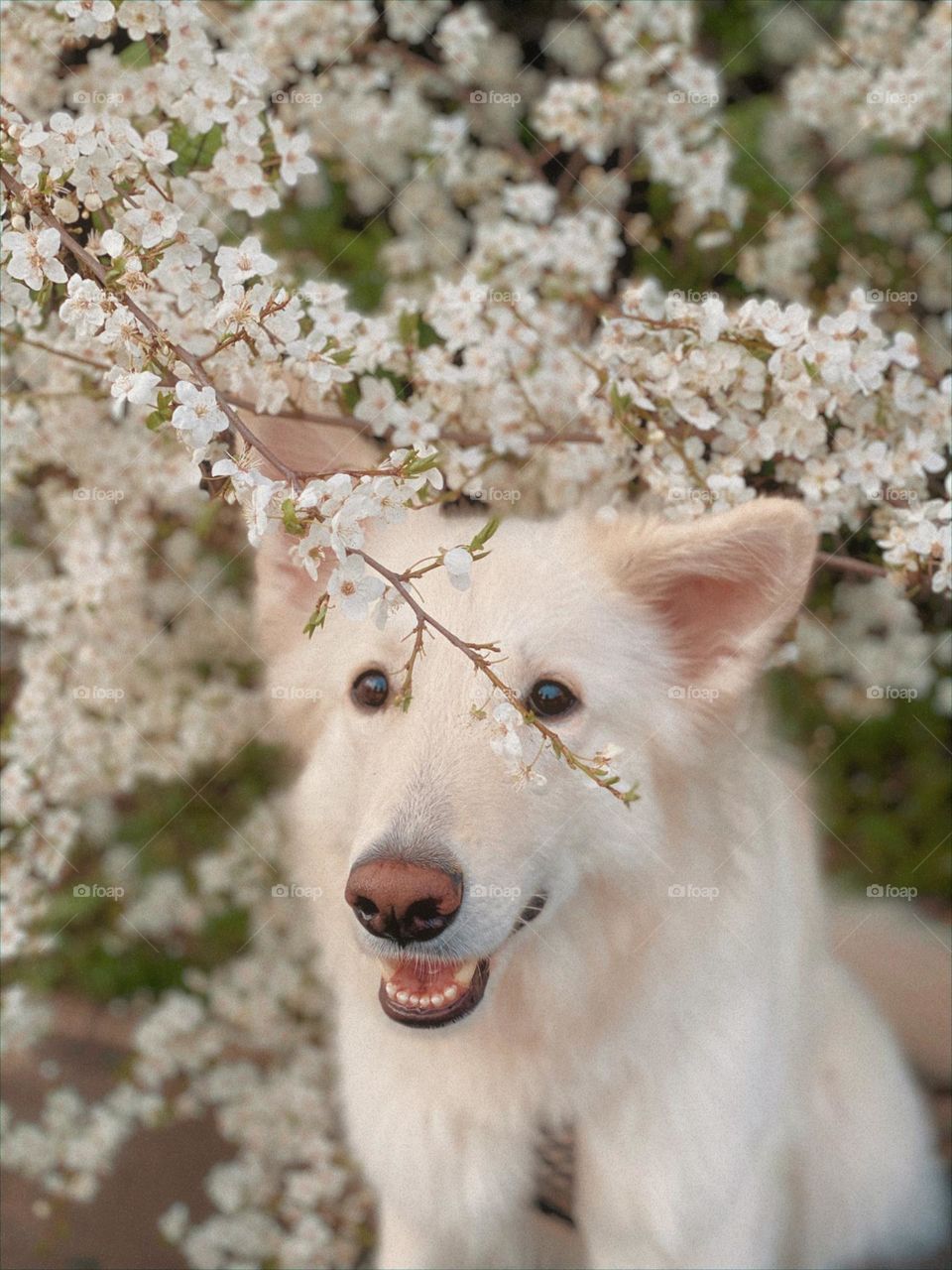 White dog 