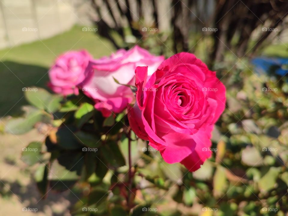 Blossom roses in a row