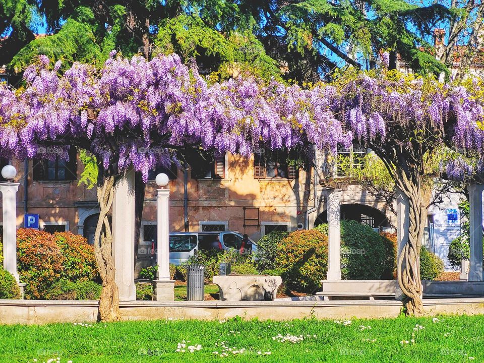 Pink blooming fruit trees in the urban city in spring season against blue sky