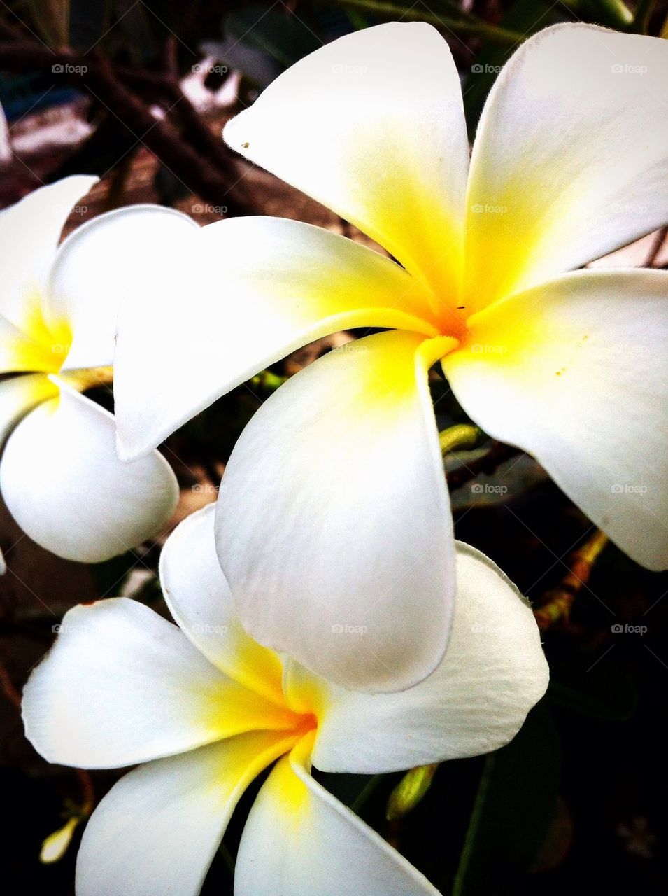 Plumeria