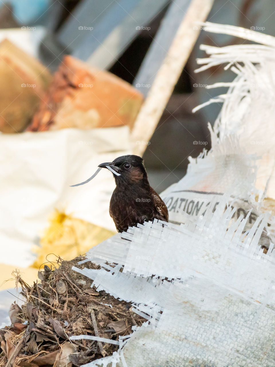 Red-vented Bulbul is collecting thread for its nest formation