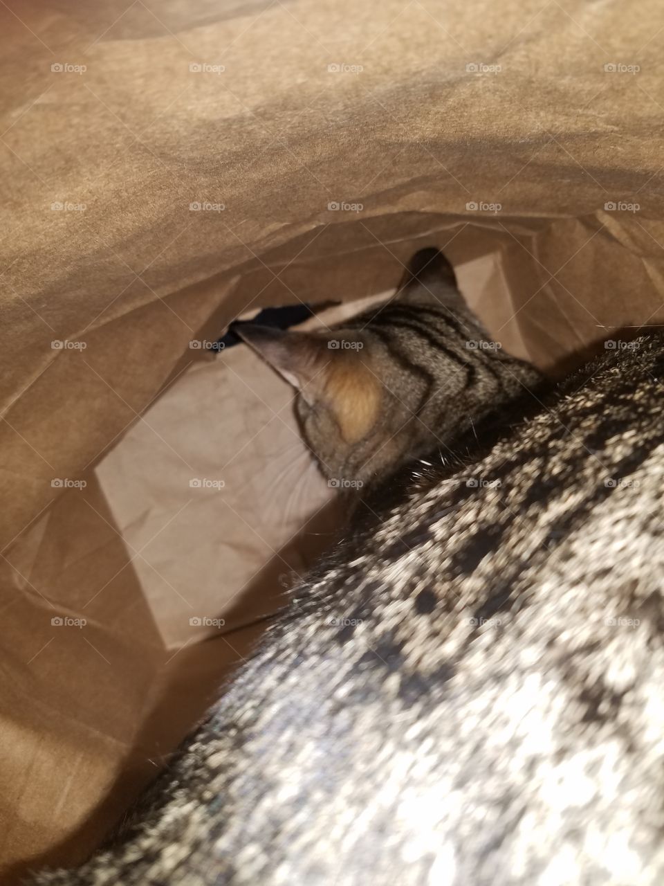 A Cat in the Bag