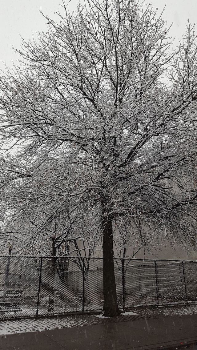 Tree on a snowy day