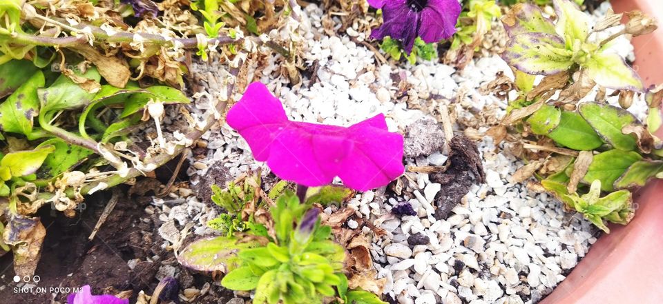 Beautiful purple flowers