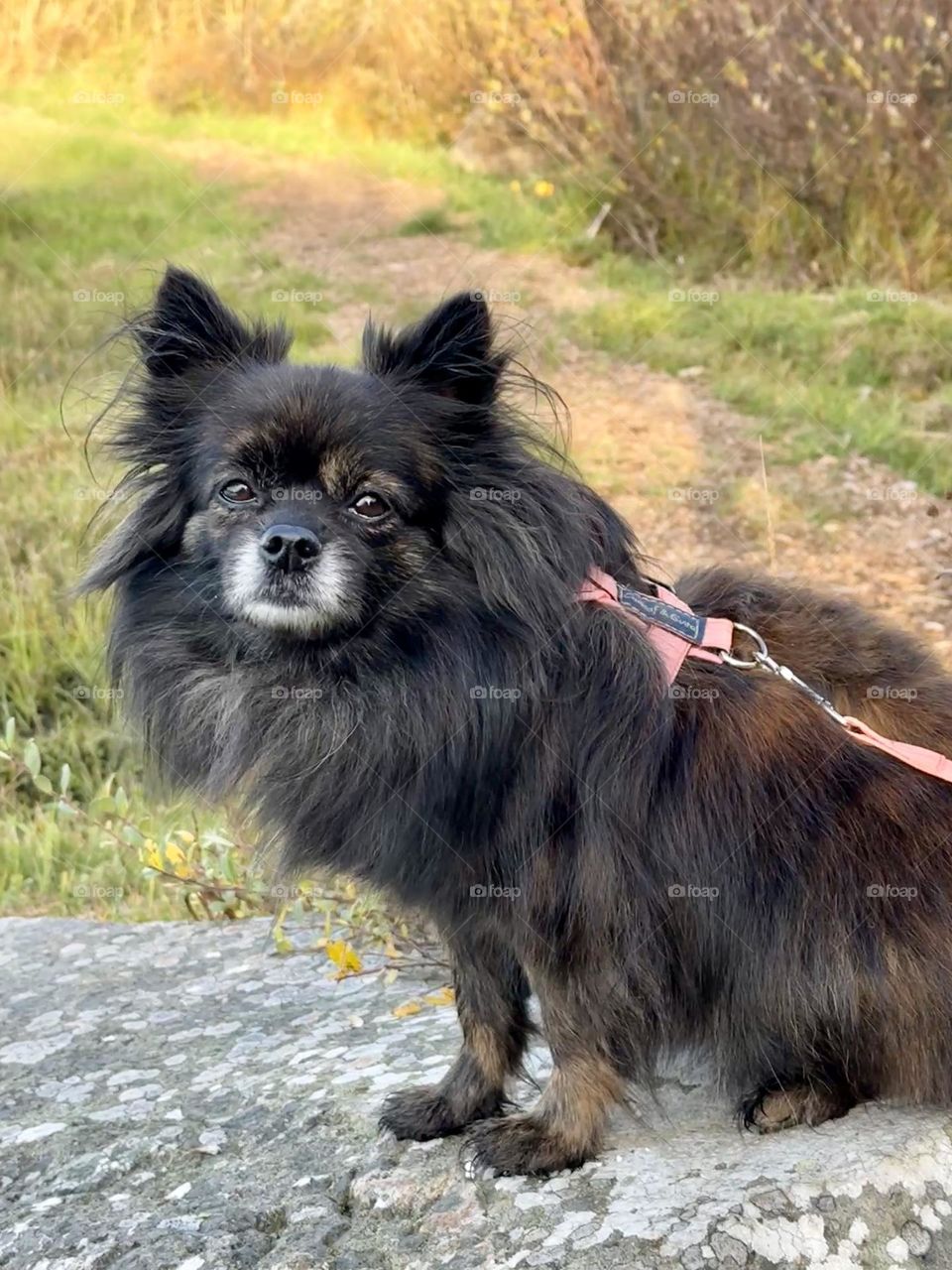 Pomeranian 