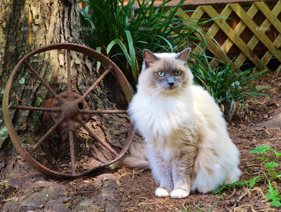 Ragdoll cat in backyard