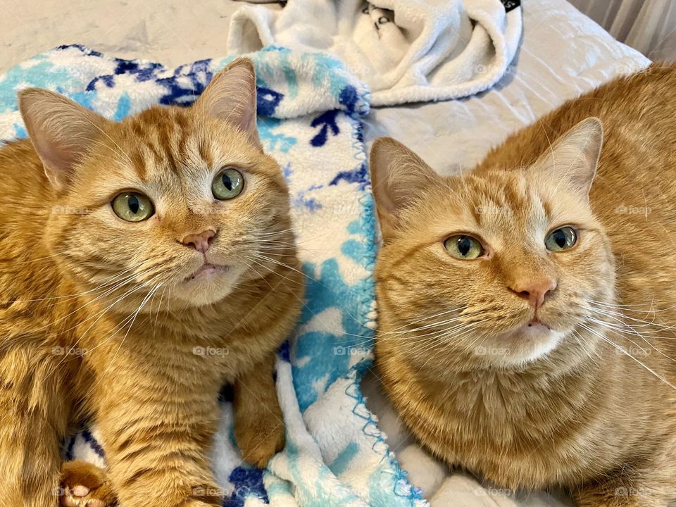 Two orange tabby cats sitting side by side on a bed