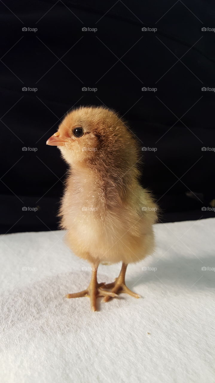 day-old chick